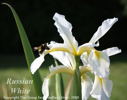 Russian White 10.6 (0)